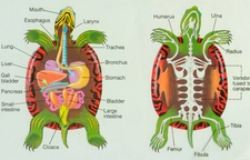 Kaplumbağa Özellikleri Kaplumbağa Özellikleri