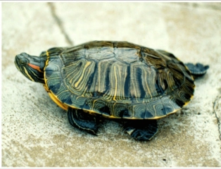 Rüyada Kaplumbağa Yavrusu Görmek Rüyada Kaplumbağa Yavrusu Görmek