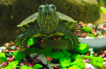 Su Kaplumbağası Bakımı