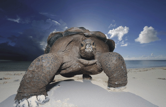 Dünyanın En Büyük Kaplumbağası