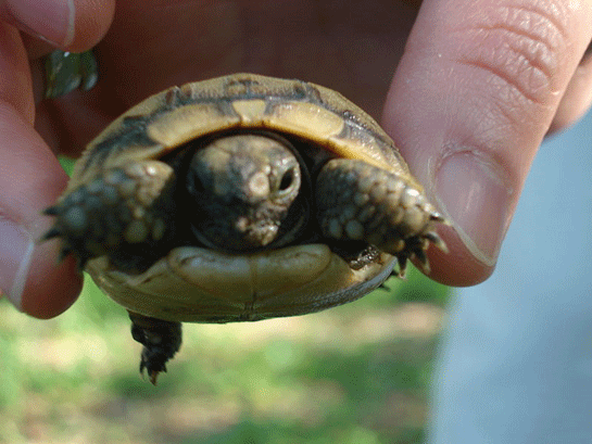 Kaplumbağa Bakımı