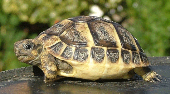 Kara Kaplumbağası