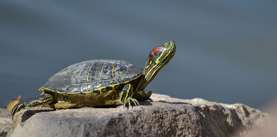 Kırmızı Yanaklı Su Kaplumbağası